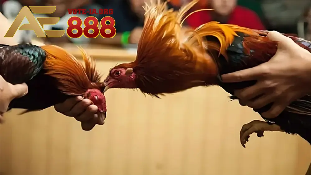 các loại kèo cược đá gà tại KUBET