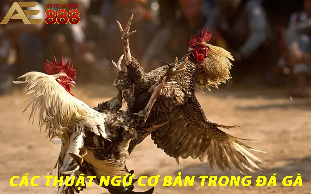 Các thuật ngữ cơ bản trong đá gà