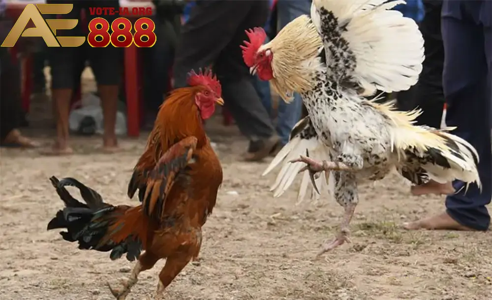 Chăm sóc gà chiến như thế nào để đạt hiệu quả cao?