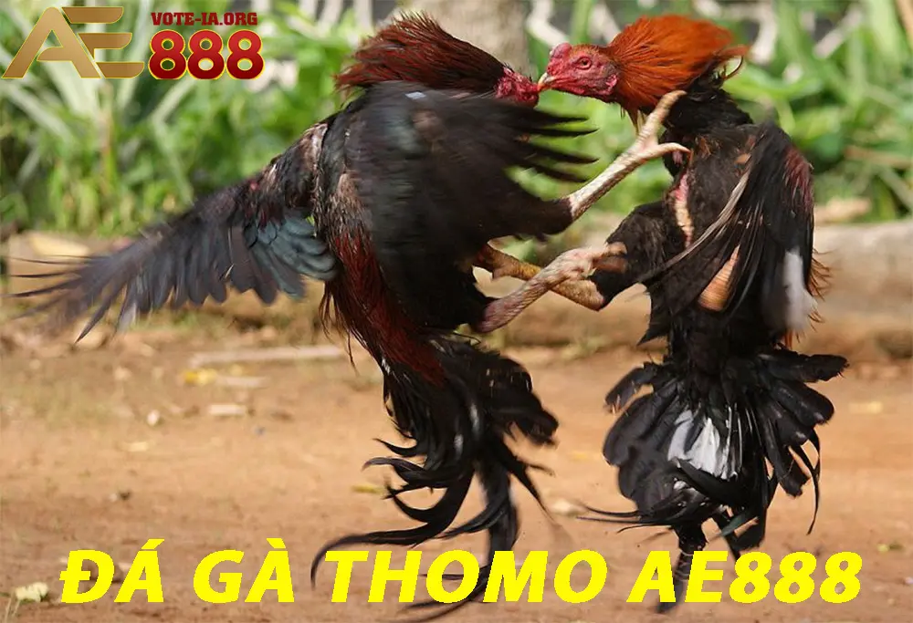 Đá gà Thomo KUBET là gì?