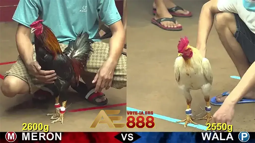 Đánh giá thể trạng và phong độ của chiến kê