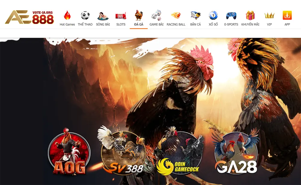 Hướng Dẫn Tham Gia Đá Gà Thomo Tại KUBET