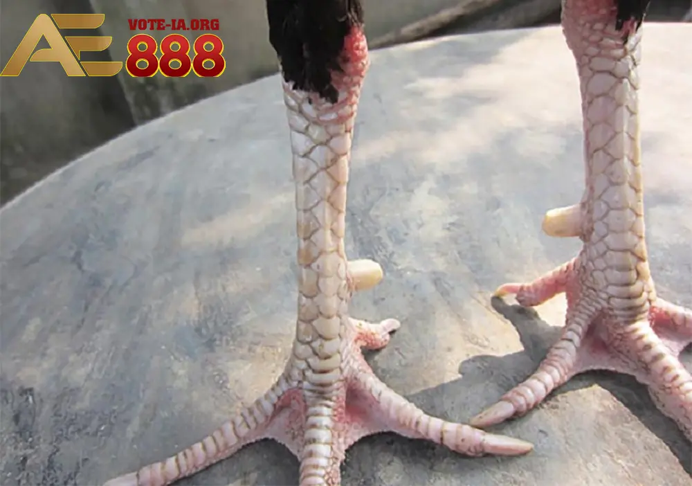 Hướng dẫn cách xem vảy gà chọi cho người mới bắt đầu