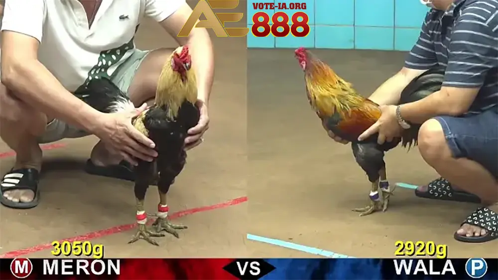 Hướng dẫn chi tiết cách chơi đá gà Thomo tại KUBET cho người mới bắt đầu