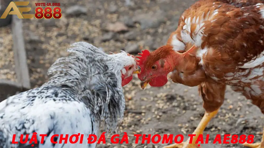 Luật Chơi Đá Gà Thomo Tại KUBET
