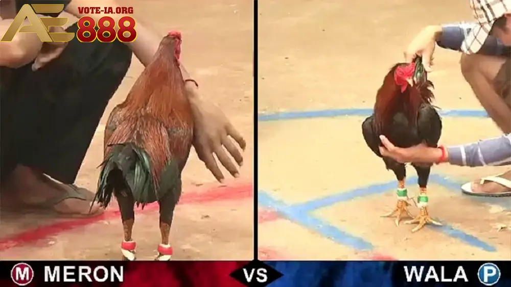 Luật chơi đá gà Thomo cơ bản tại KUBET