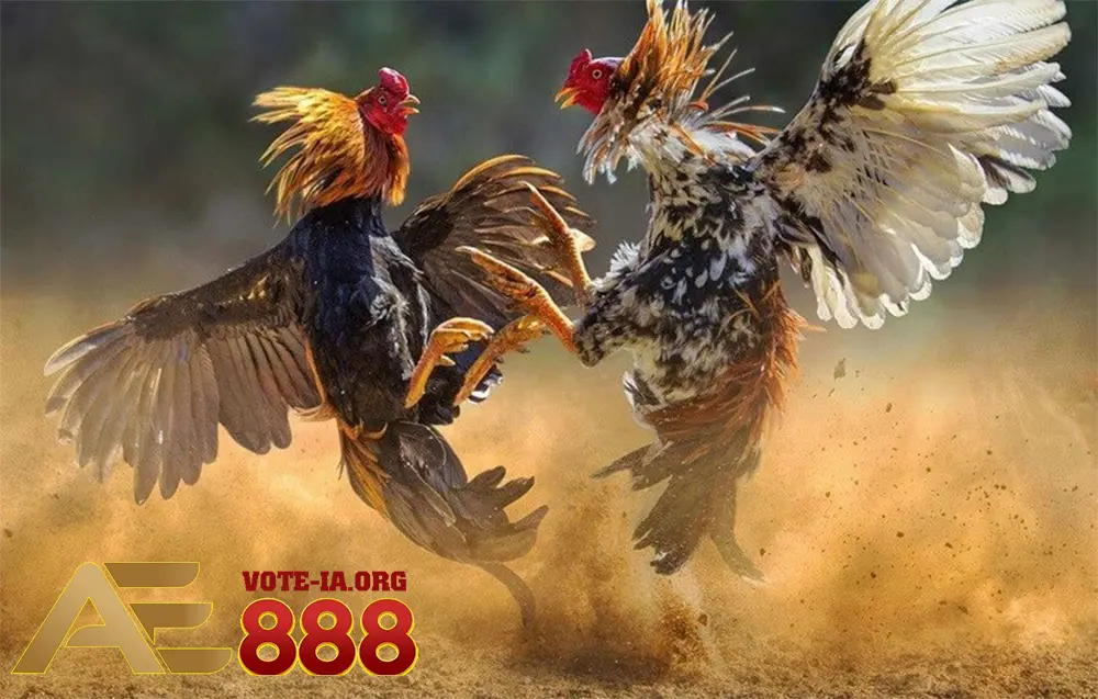 Luật chơi đá gà Thomo cơ bản