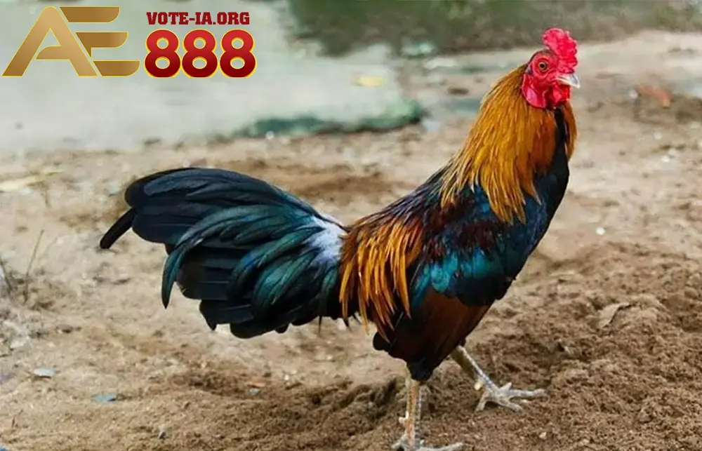 Một số lưu ý khác khi chăm sóc gà chiến