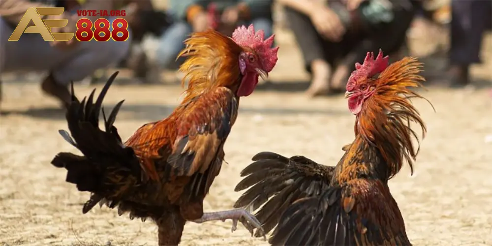 So sánh ưu điểm của KUBET với các nhà cái khác