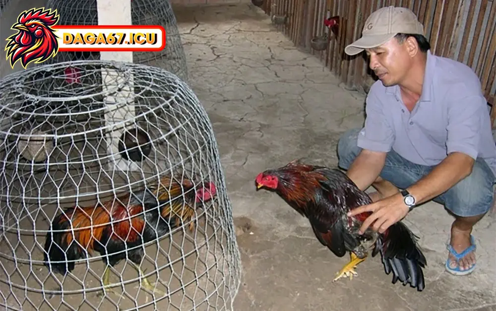 Tại sao việc chăm sóc gà chiến lại quan trọng?