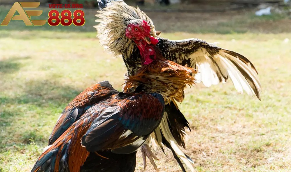 Tận hưởng trọn vẹn niềm đam mê đá gà Thomo cùng KUBET