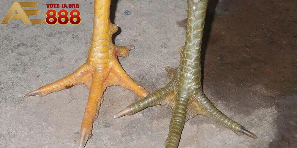 Thế nào là vảy gà chọi độc