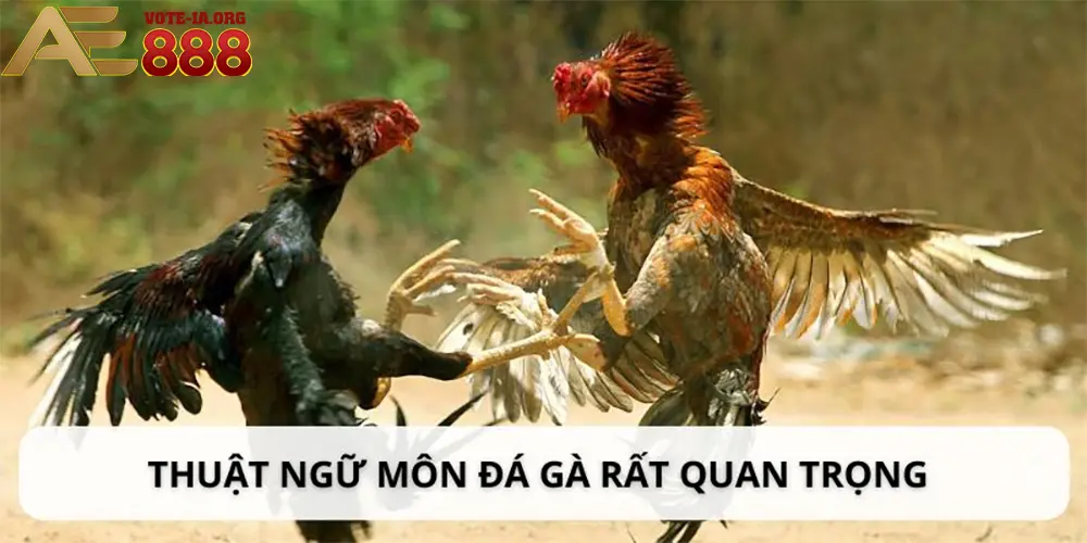 Thuật ngữ chuyên sâu trong huấn luyện và chăm sóc gà chọi