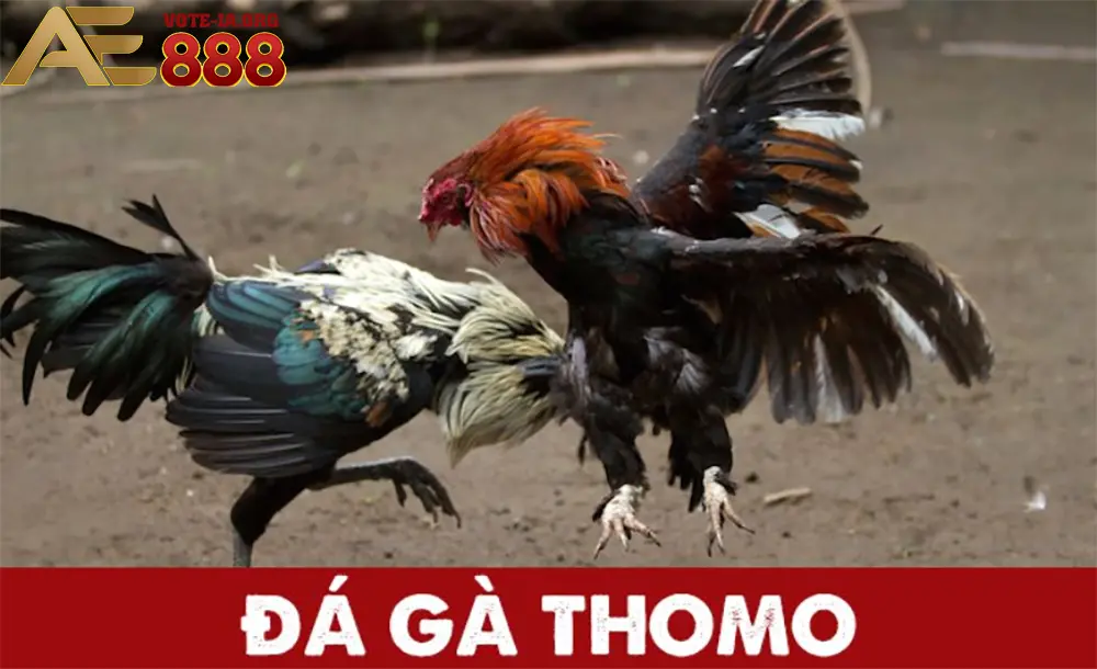 Thực hư chuyện "dễ ăn" khi chơi đá gà Thomo KUBET