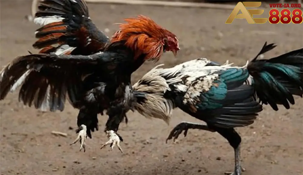 Xem Trực Tiếp Đá Gà Thomo Hôm Nay Tại KUBET