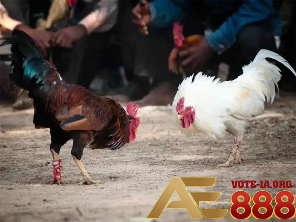 DNS giúp bạn vào được KUBET nếu bị chặn.