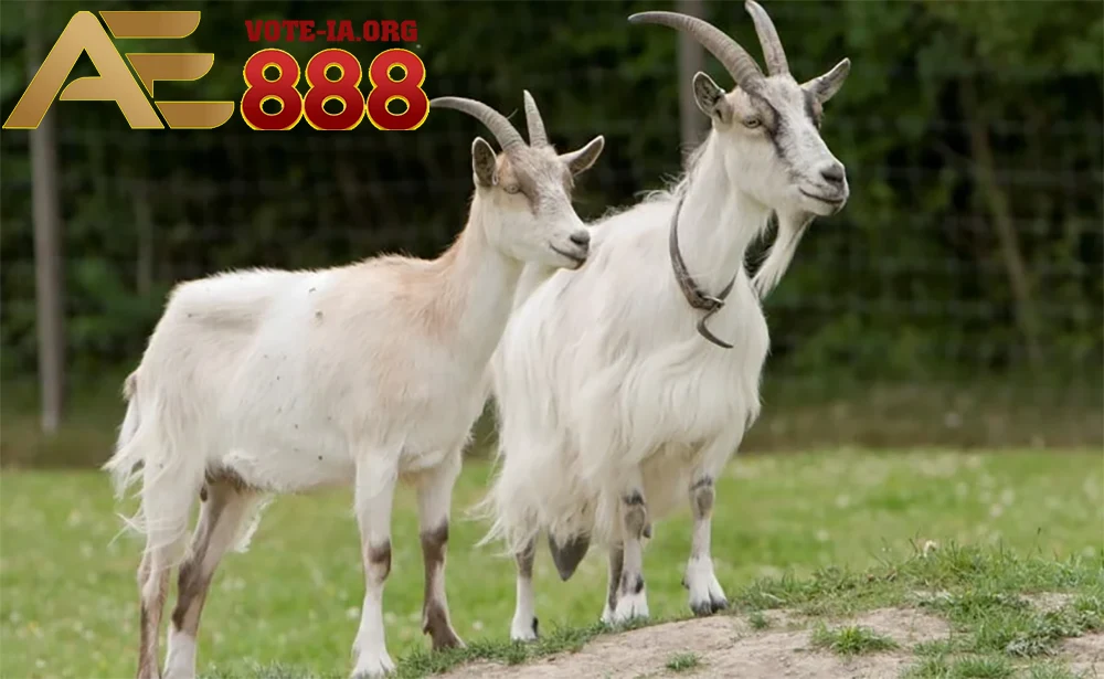 Biểu tượng của sự yên bình và nhân từ.