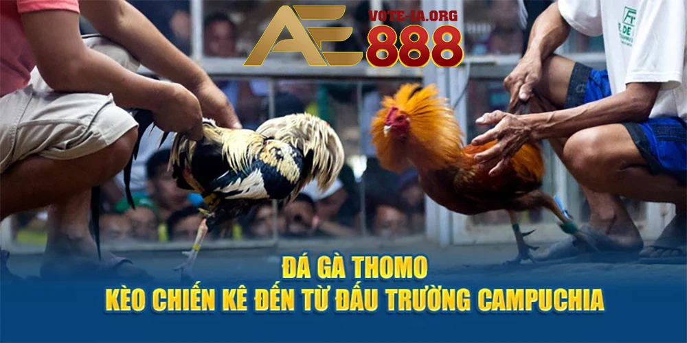 Đá gà Thomo bắt nguồn từ Campuchia.