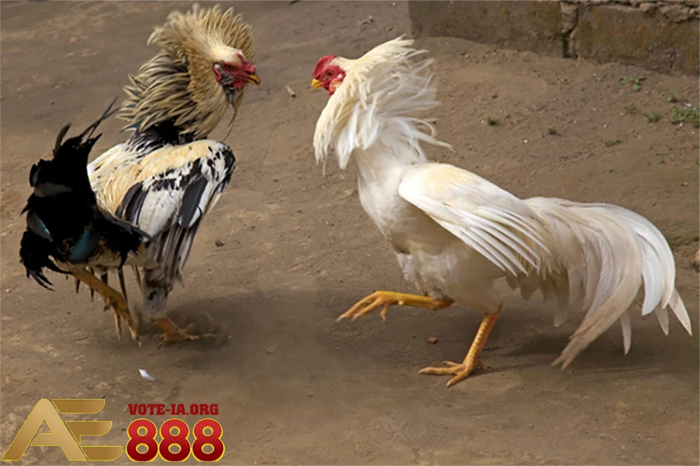 Tăng cường sức khỏe và sức bền cho gà đá.