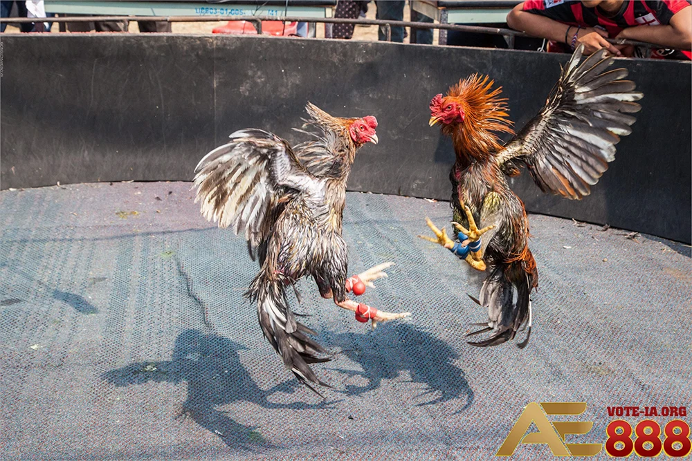 Luật chơi tại đấu trường Thomo tuân theo quy định nghiêm ngặt.