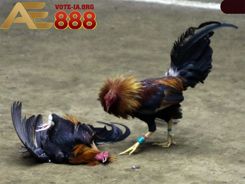 KUBET quy địnhvề cách thức đặt cược và tỷ lệ thắng thua.