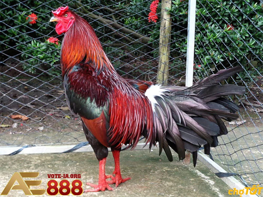 Tiêm phòng và kiểm tra sức khỏe định kỳ.