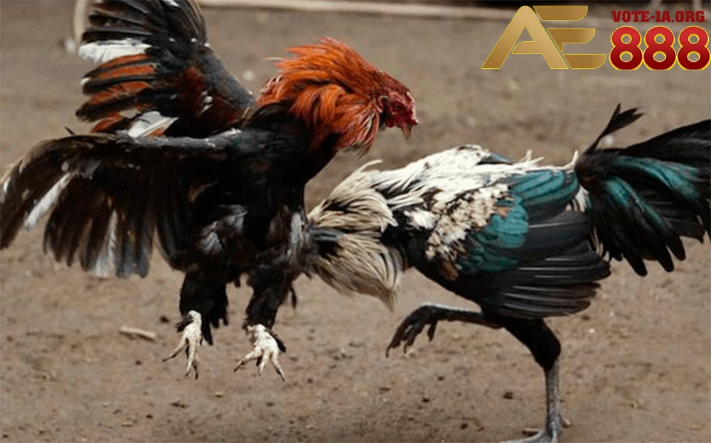 Các trận đấu được livestream với độ phân giải HD.