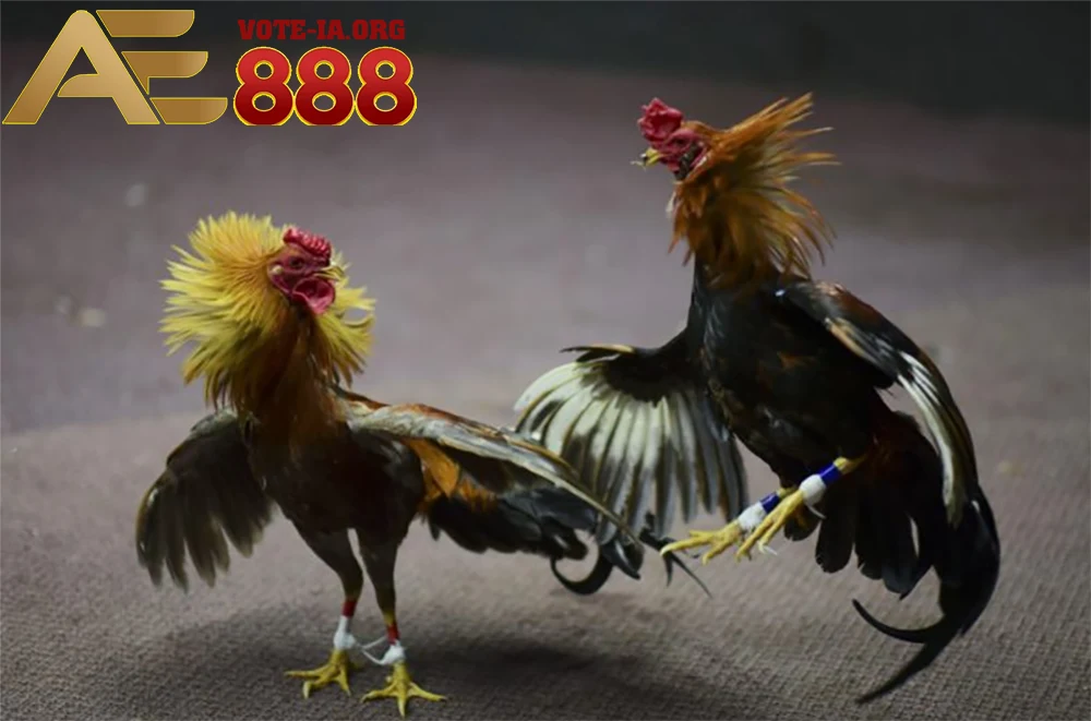 KUBET thường xuyên cập nhật tỷ lệ kèo cho các trận đấu.