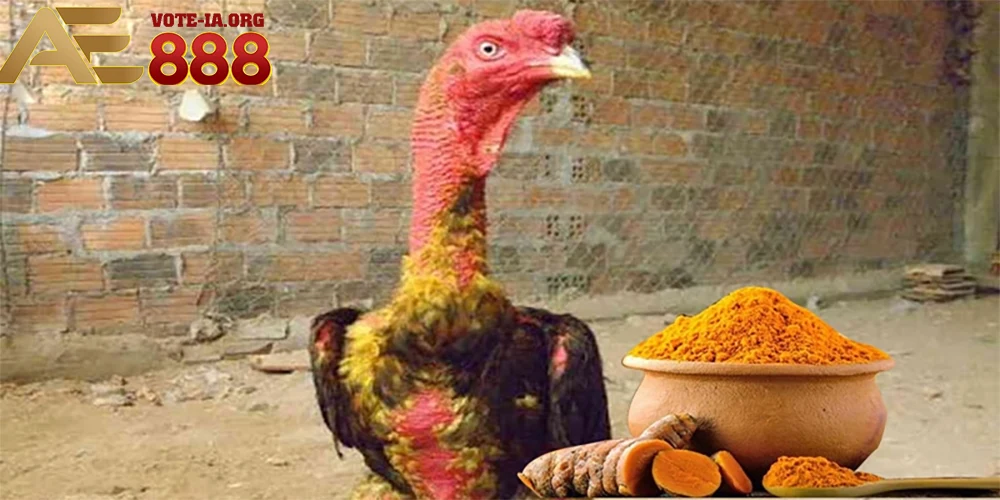 Bôi nghệ lên da gà để giúp da dày và đỏ hơn