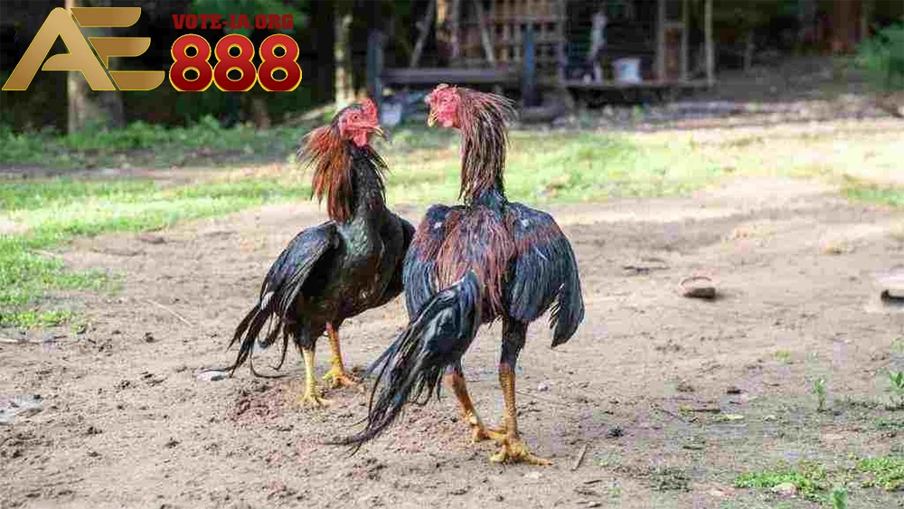 Có thể xem đá gà Phi trực tiếp ở đâu? 