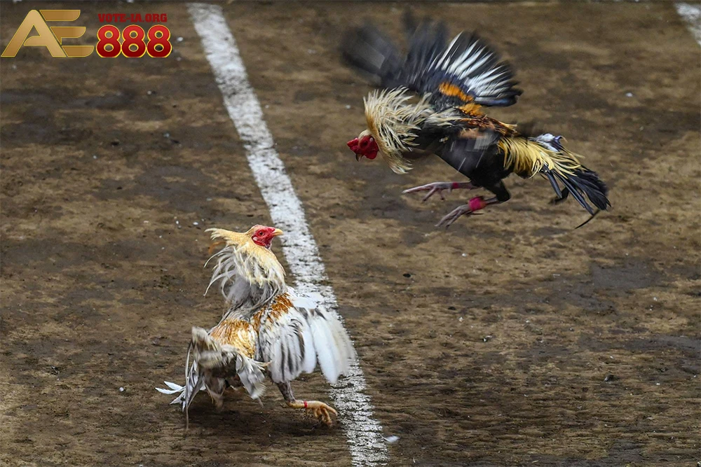 Các trận đá gà tại KUBET được phát sóng với chất lượng HD.